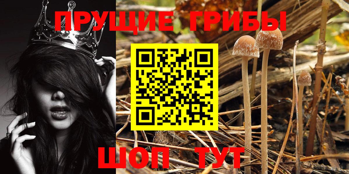 Галлюциногенные грибы Psilocybe Ханты-Мансийск